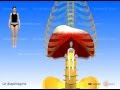 Muscle diaphragme, périnée simplifié (ancienne conception), muscles intercostaux.