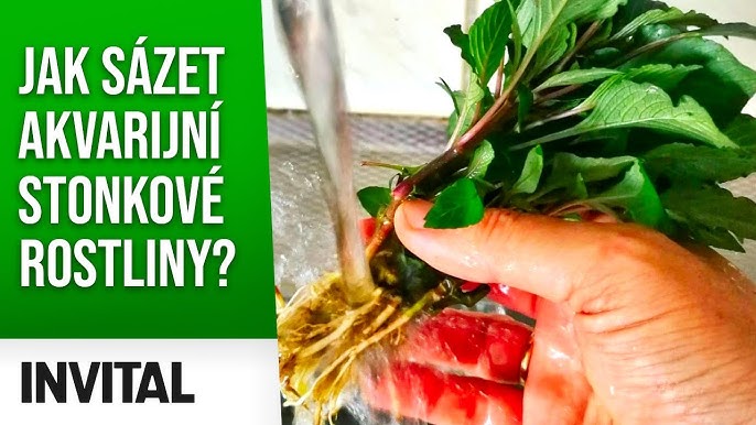Jak Sadit Rostliny Do Akvaria