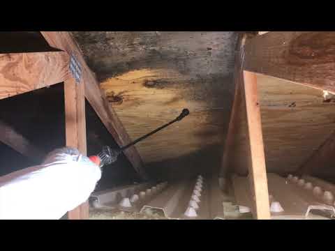 Gmp Mold Mildew Stain Remover You Gmp Mold Mildew Stain Remover