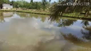 Download Lagu Harapan yg sirna MP3