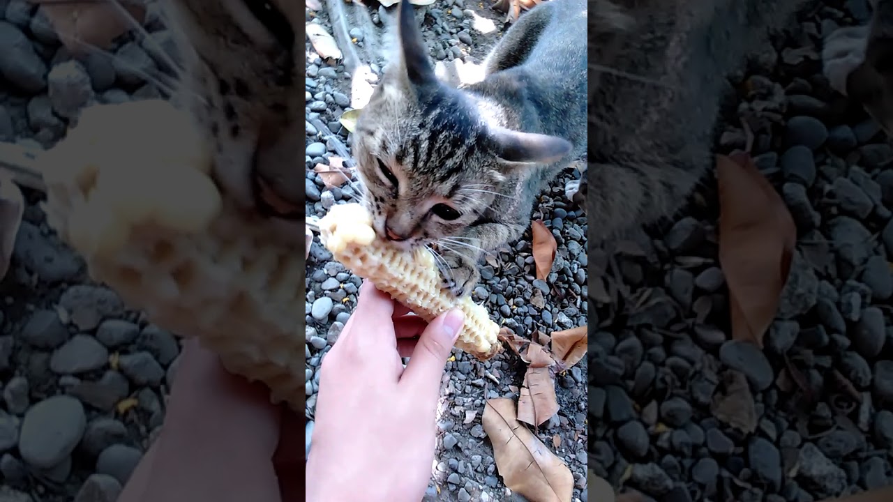 Cat Eats Corn YouTube
