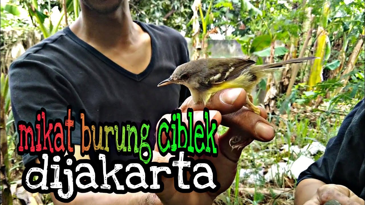 Mikat burung ciblek dijakarta 