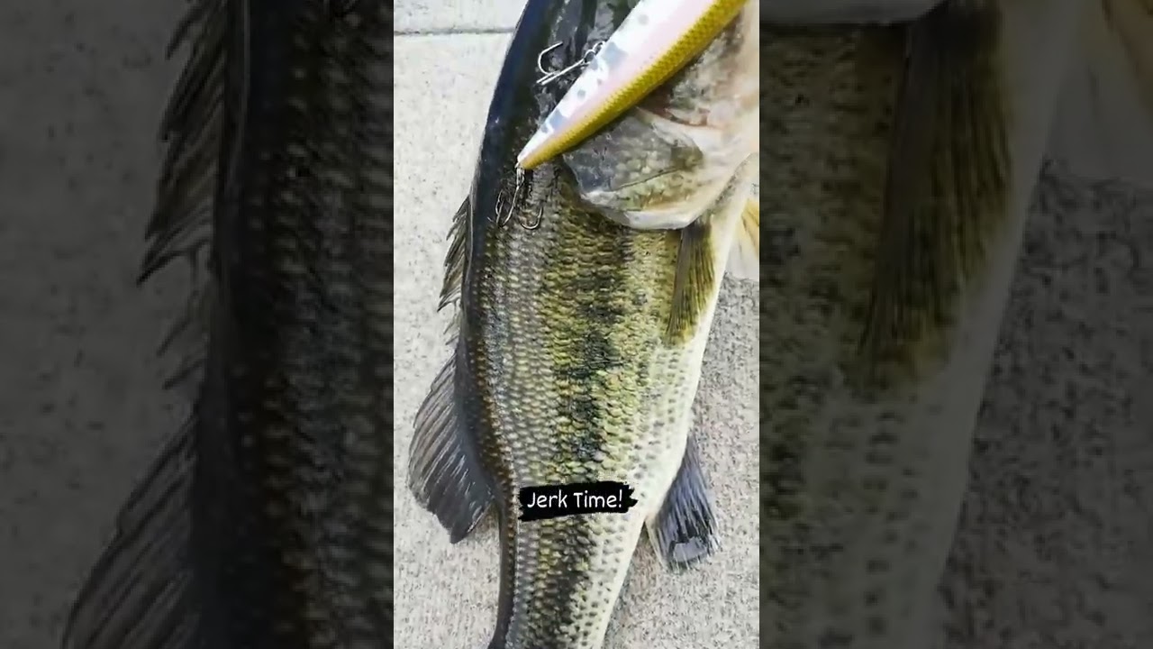 🔥Un 𝗔𝗦 para el Black Bass🎣 