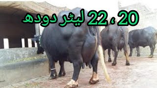 2 گھبن بھینسیں 20-22 لیٹر تک دودھ والی  برائے فروخت 2 دسمبر 2021 Apna Gujrat Channel