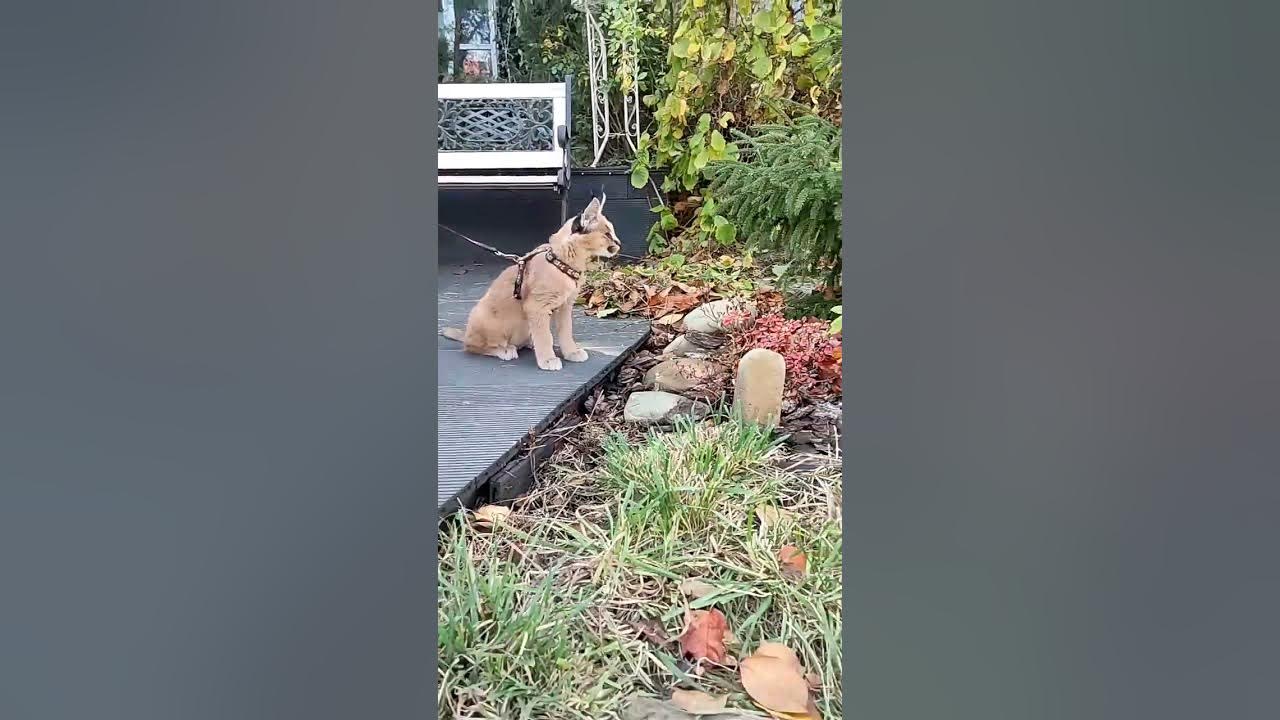 Каракал Зюзя , режим атаки ) Little caracal. attacks - YouTube