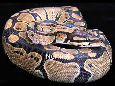 Royal/ball python morphs