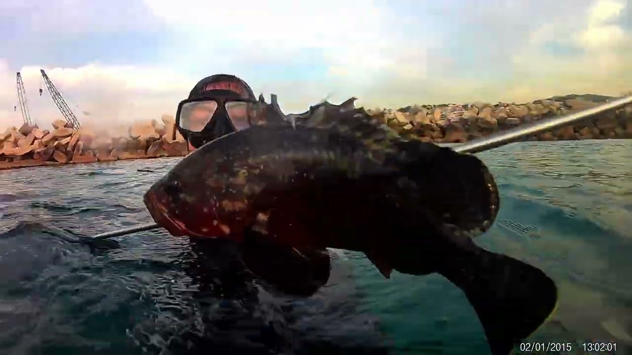 سمكه الهامور  غطس 🌊🐟