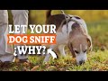 You SHOULD let your DOG Sniff during WALKS 🐶👃¿WHY?