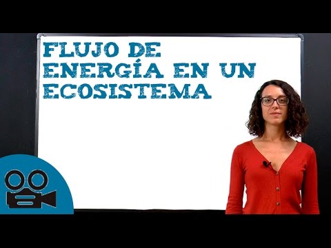 Vídeo: Què mostra el camí de l’energia alimentària en un ecosistema?