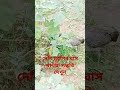 মুরগির ঘাস খাওয়া 😄😄