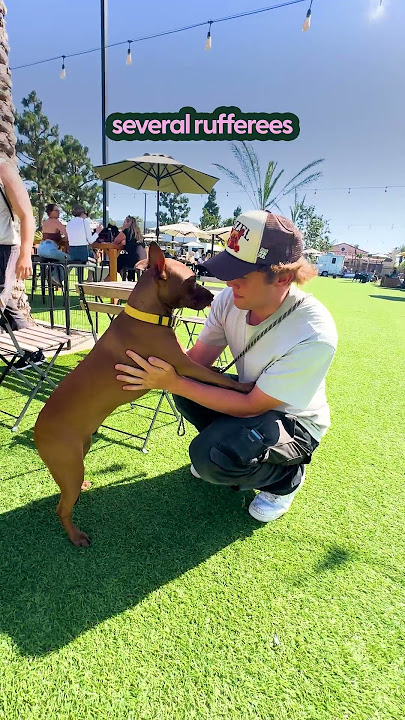 The Perfect Dog Park For People Who Hate Dog Parks | The Pack