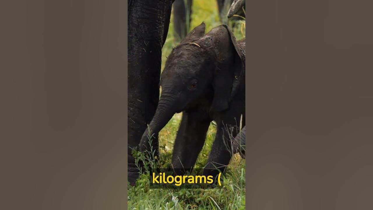 Elephants are Pregnant for HOW Long?? Animal Facts YouTube