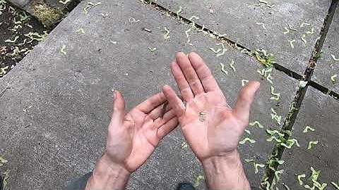 Equinox vs Simplex vs Deus small gold pendant next to nail test