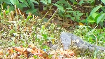 Berburu#biawak#monster#reptiles