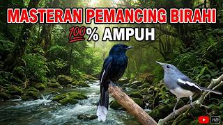 BIRAHI LANGSUNG NAIK 100%, DENGAR SUARA KACER BETINA 