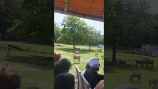 Here's the Antelopes #animals #safari #tour #summer #antelopes