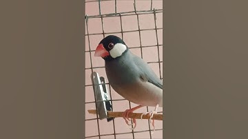 java bird #trending #shorts #yt #video #viral