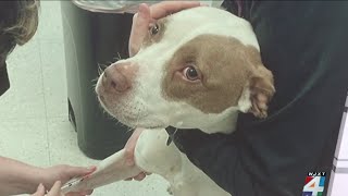 Dog cancer free after breakthrough treatment