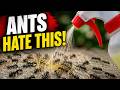 Why Don’t ANT'S Enter Your Neighbor’s Yard — The $2 Secret They Are Not Telling You