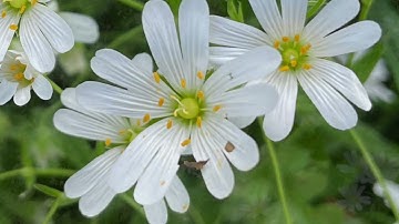 Greater Stitchwort with John Feehan, Wildflowers of Offaly series