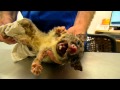 Outback Wildlife Rescue Episode 1