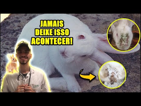 Vídeo: Luxação E Paralisia Em Coelhos