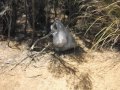 Southern Coast of Australia