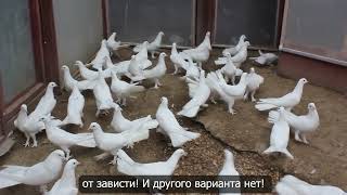 Baki Goyercinleri  Бакинские Голуби Baku Pigeons Ruslan_Sahin 2022