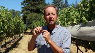 The different profiles & regions of Napa Valley Cab: Steve Matthiasson