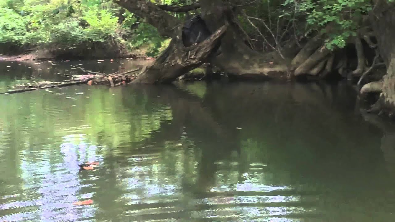 Raccoon Creek 9411 YouTube