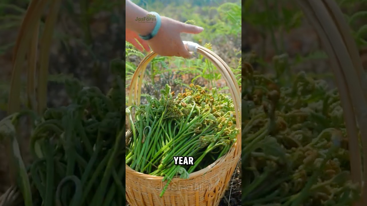 How Ferns Become Food #springharvest #shorts