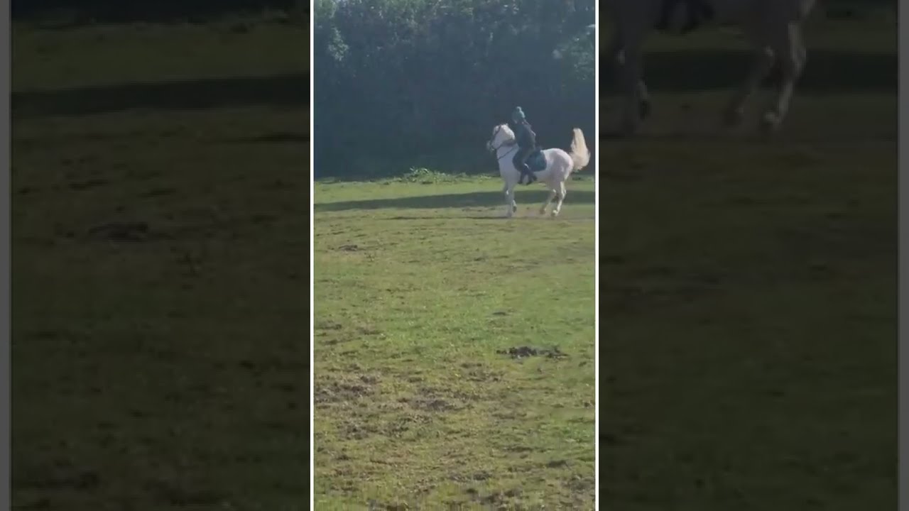 Cross Country Practice Equestrian Short Horse Lemeuix Crosscountry Eventing Sponsoredvideo