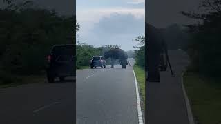 Elephant Attacks අලියා වාහන වලට පහර දෙයි