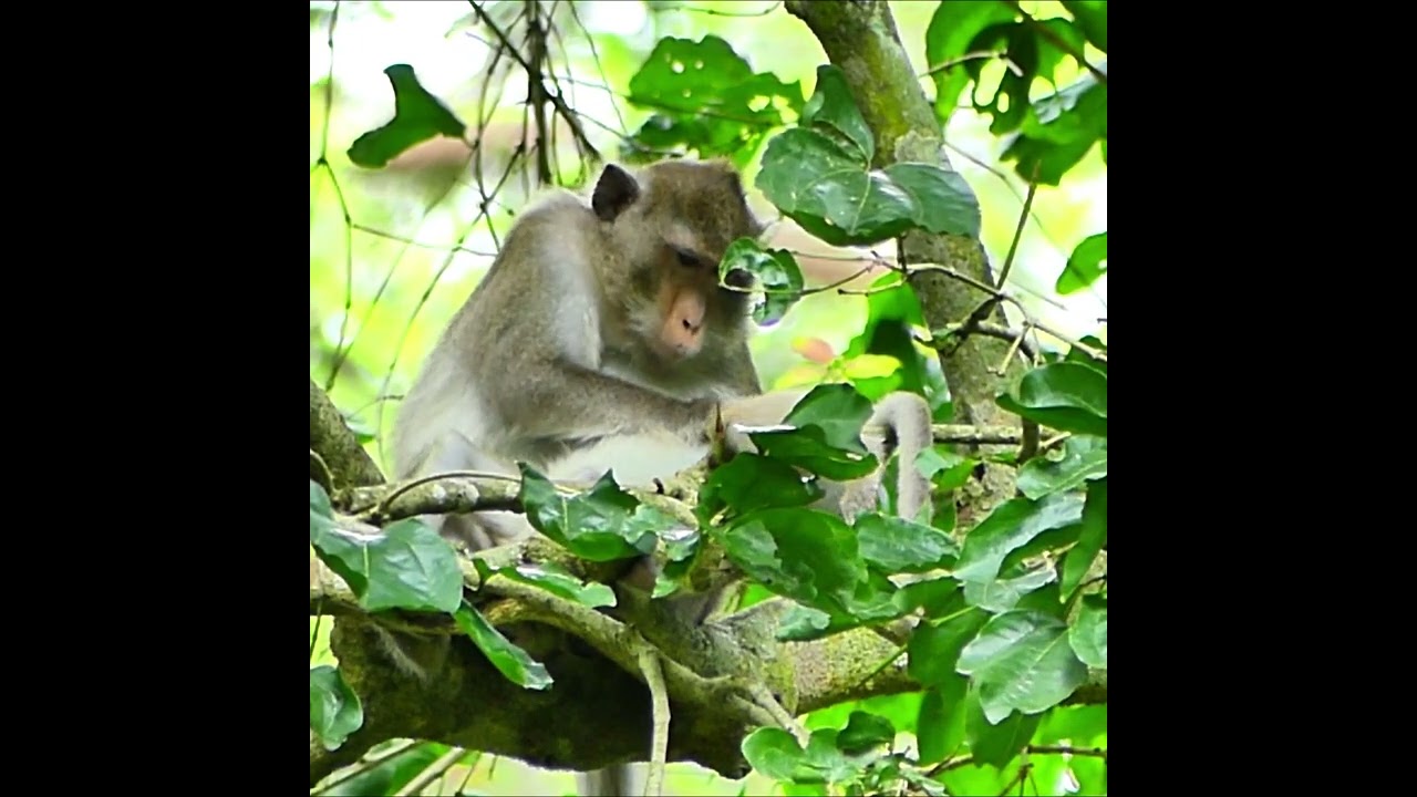 Ariana is close to her mother, wants to breastfeed and wants to