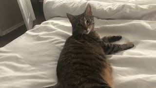 I found a melted￼ cat wagging her tail on the bed! by SelenaTheTabby 2,092 views 3 months ago 1 minute, 10 seconds