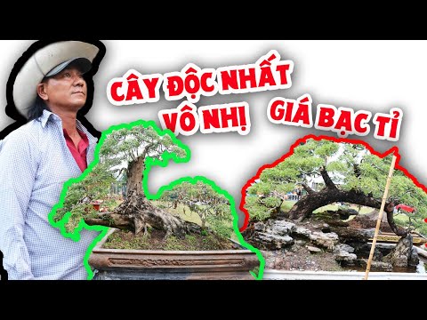 Video Vườn cây độc lạ của anh chàng Bến Tre mang lên Sài Gòn... - youtube