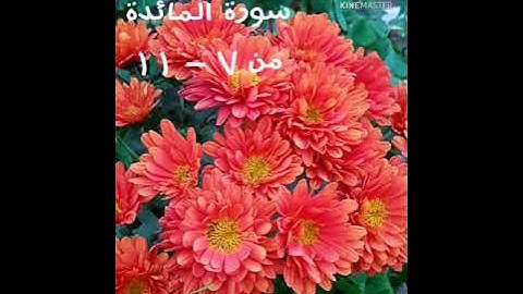 سورة المائدة الايات من ٧ الى ١١ مكررة ٥ مرات للحفظ بصوت القارئ عبد الرحمن ابو حطب