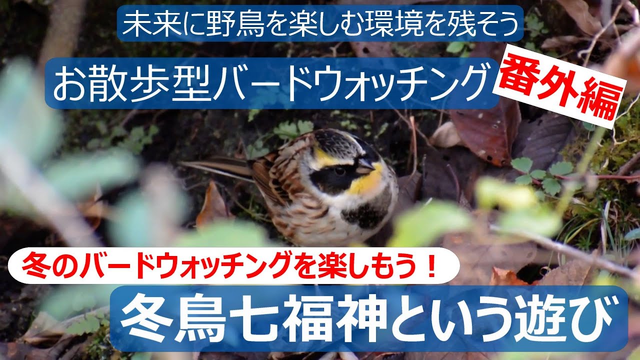 初心者バーダーさんへ送る冬鳥の楽しみ方の１つ 冬鳥七福神という遊び お散歩型バードウォッチング 番外編 Youtube