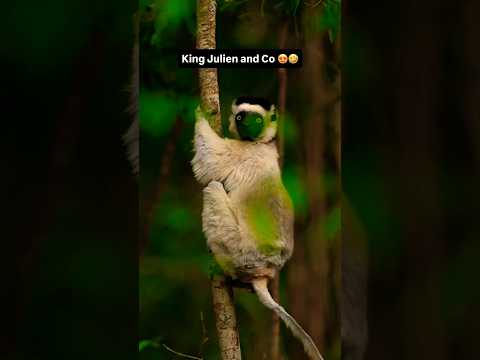 King Julien and Co having fun 😍😍 #varunadityaphotography #wildlife #animals #monkey