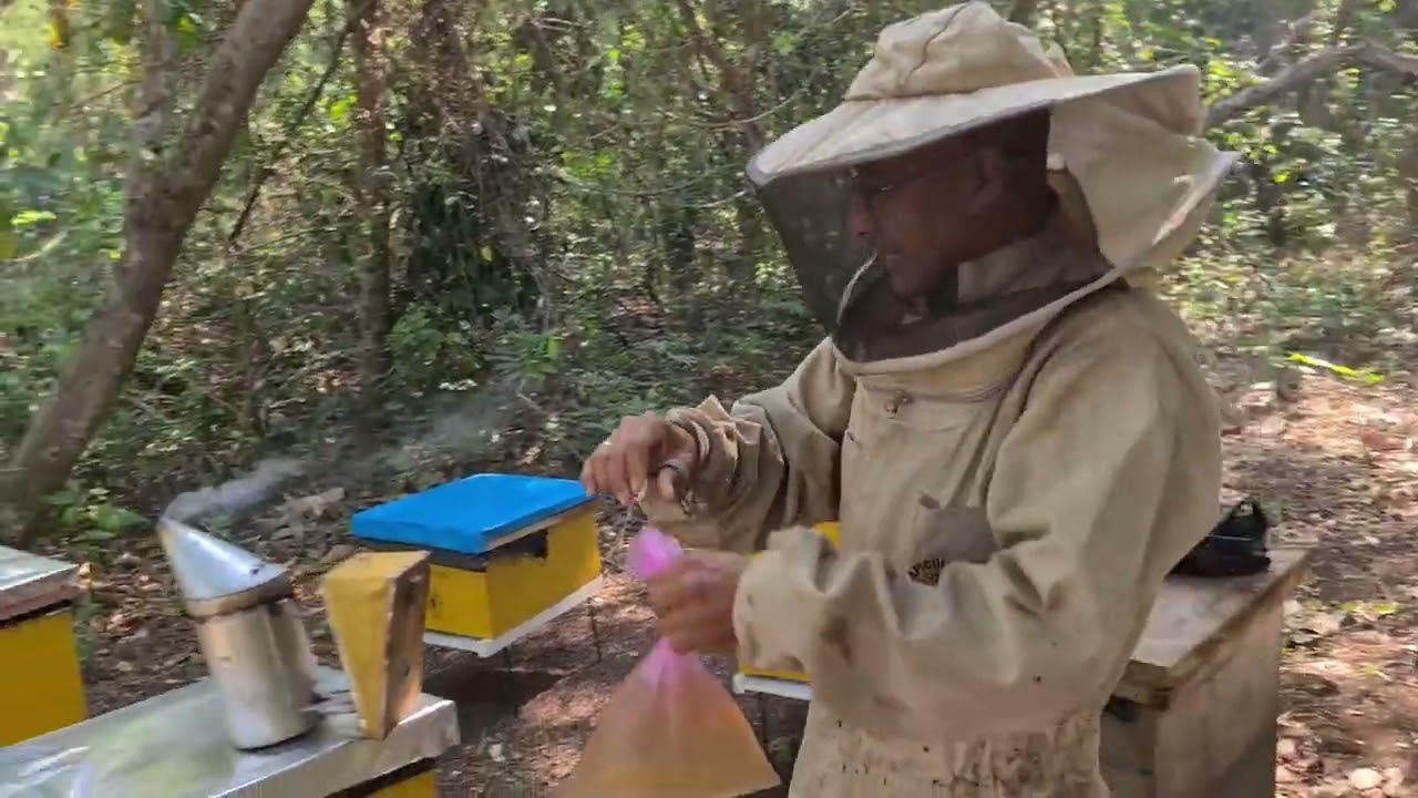 Alimentación con azúcar o liquido