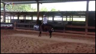 Paso Fino - Bribón De San Isidro F.c