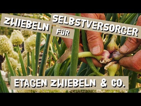 Video: Mehrstufige Zwiebeln Anbauen