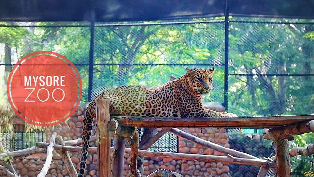 mysore zoo near tourist place