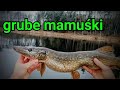 Grudniowe grube mamuśki z środka jeziora 😀
