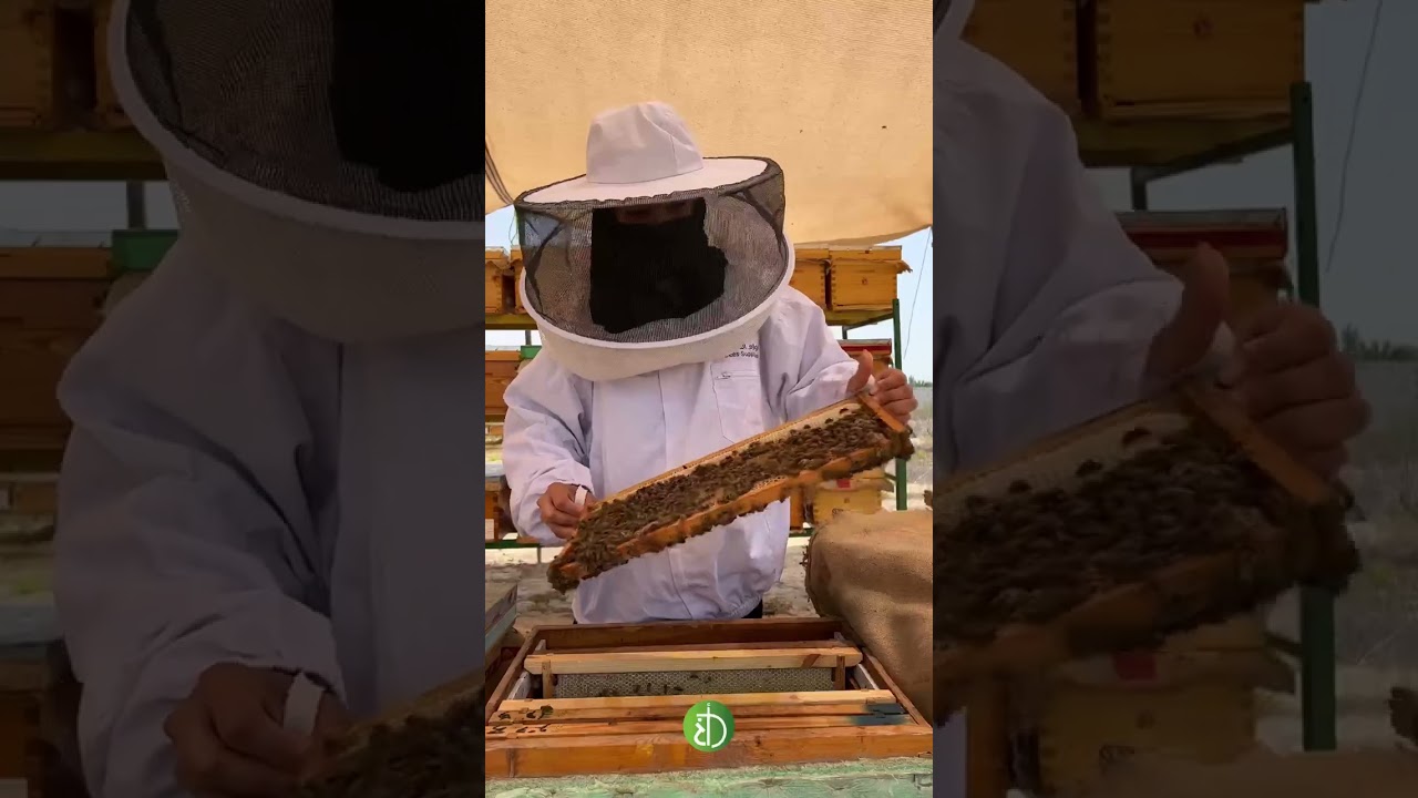 نحالة القطيف فاطمة الميلاد أصغر نحالة في المملكة العربية السعودية