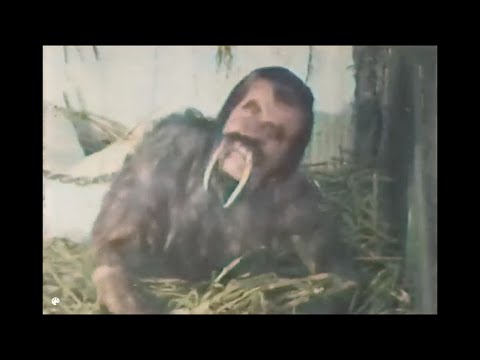 Lost Dr. Moreau Film! The Island of the Lost (1921) Colorized & Sound (Full movie)