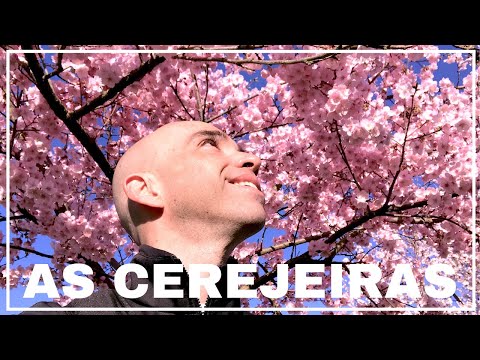 Vídeo: Flor De Cerejeira Em Washington, DC