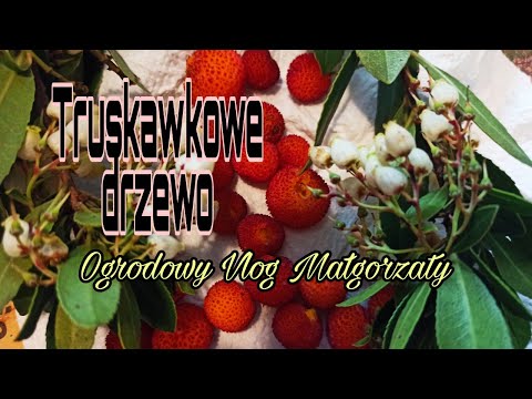 Truskawkowe drzewo, robię sadzonki.