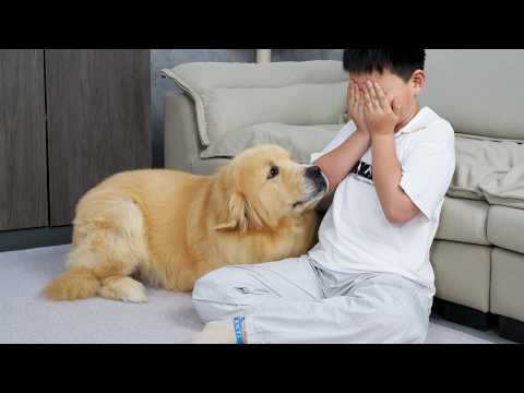 Golden Retriever's Reaction To A Crying Child!