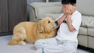 Golden Retriever's Reaction To A Crying Child!